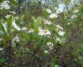 Aronia melanocarpa