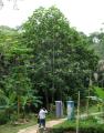 Artocarpus altilis