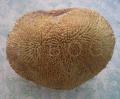 Artocarpus odoratissimus