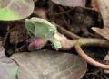 Asarum europaeum
