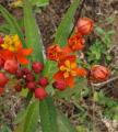 Asclepias curassavica
