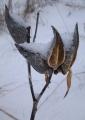 Asclepias syriaca