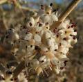 Asparagus albus
