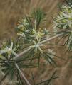 Asparagus suaveolens