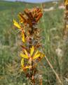 Asphodeline lutea