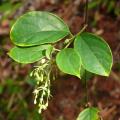 Aspidopterys glabriuscula
