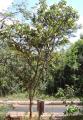 Aspidosperma macrocarpon