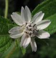 Aspilia bussei