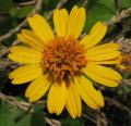 Aspilia helianthoides