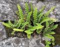 Asplenium ceterach