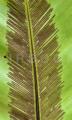 Asplenium nidus