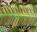 Asplenium scolopendrium