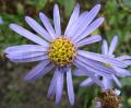 Aster amellus