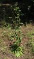 Asteriscus spinosus