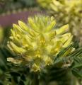 Astragalus alopecurus