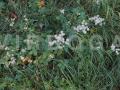 Astrantia major