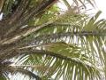 Astrocaryum aculeatum