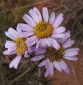 Athrixia elata