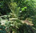 Athyrium filix-femina