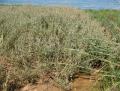 Atriplex portulacoides