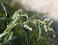 Atriplex sagittata