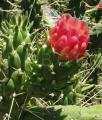 Austrocylindropuntia subulata