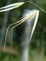 Avena barbata