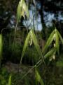 Avena fatua