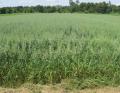 Avena sativa