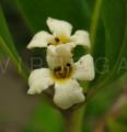 Avicennia germinans