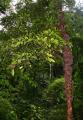 Baccaurea ramiflora