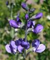 Baptisia australis