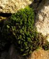 Bartramia pomiformis