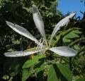 Bauhinia forficata