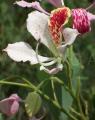 Bauhinia monandra