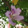 Bauhinia variegata