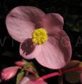 Begonia grandis