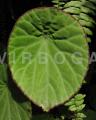 Begonia scapigera