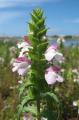 Bellardia trixago