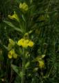 Bellardia viscosa