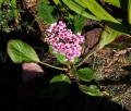 Bergenia cordifolia