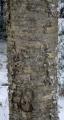 Betula alleghaniensis