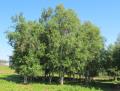 Betula pubescens