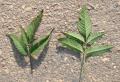 Bidens frondosa