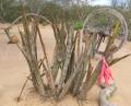 Billbergia porteana