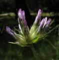 Bituminaria bituminosa