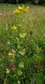 Blackstonia perfoliata