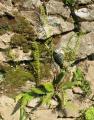 Blechnum spicant