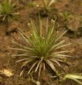 Blyxa aubertii