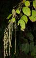 Boehmeria zollingeriana